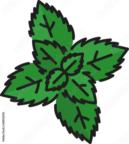 Watermint or peppermint green isolated culinary herb outline icon. Vector kitchen spice, spearmint herb with leaves. Melissa organic plant, hybrid mint