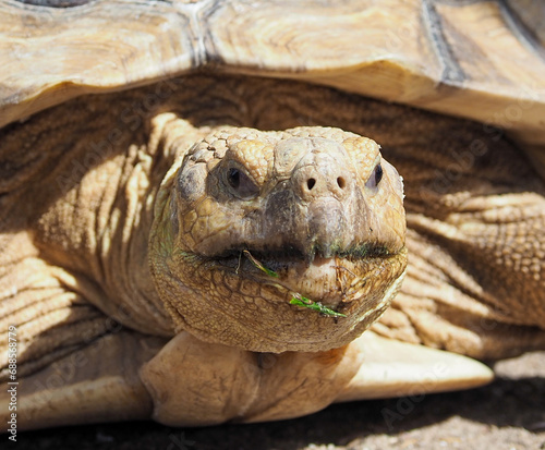 Desert tortoise on the ground, close-up © MarutStudio