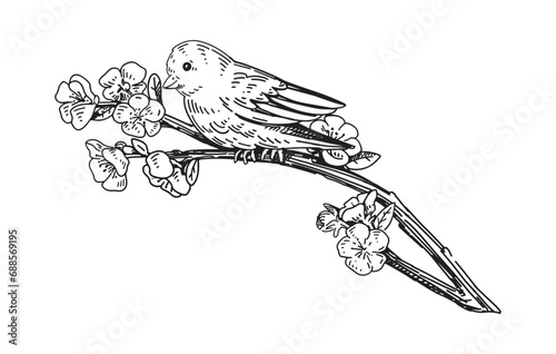 Wild bird sits on a blooming branch outline clipart. Spring time doodle. Vector illustration in engraving style isolated on white.