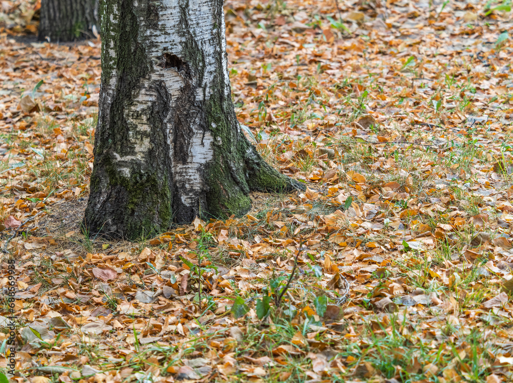 Birch trees in autumn forest with yellow leaves on the ground. Birch trees in autumn forest with yellow leaves on the ground.