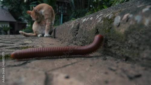 A centipede finds its way into a hotel in Thailand, a cat in the background photo
