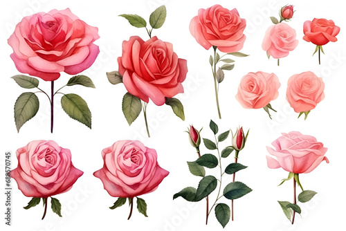 Set watercolor elements of roses collection on white background generated AI © natalystudio