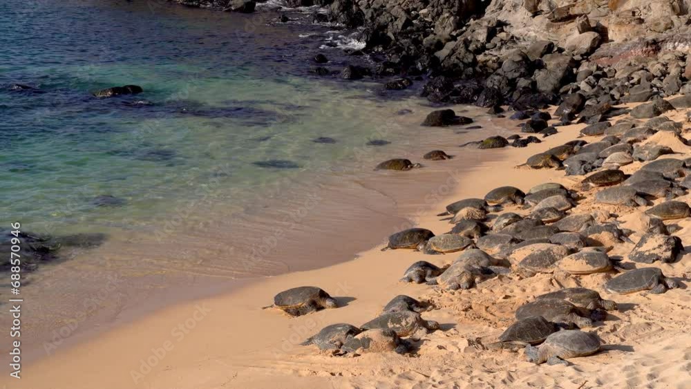 Stockvideo Wild Honu giant Hawaiian green sea turtles on the sandy ...