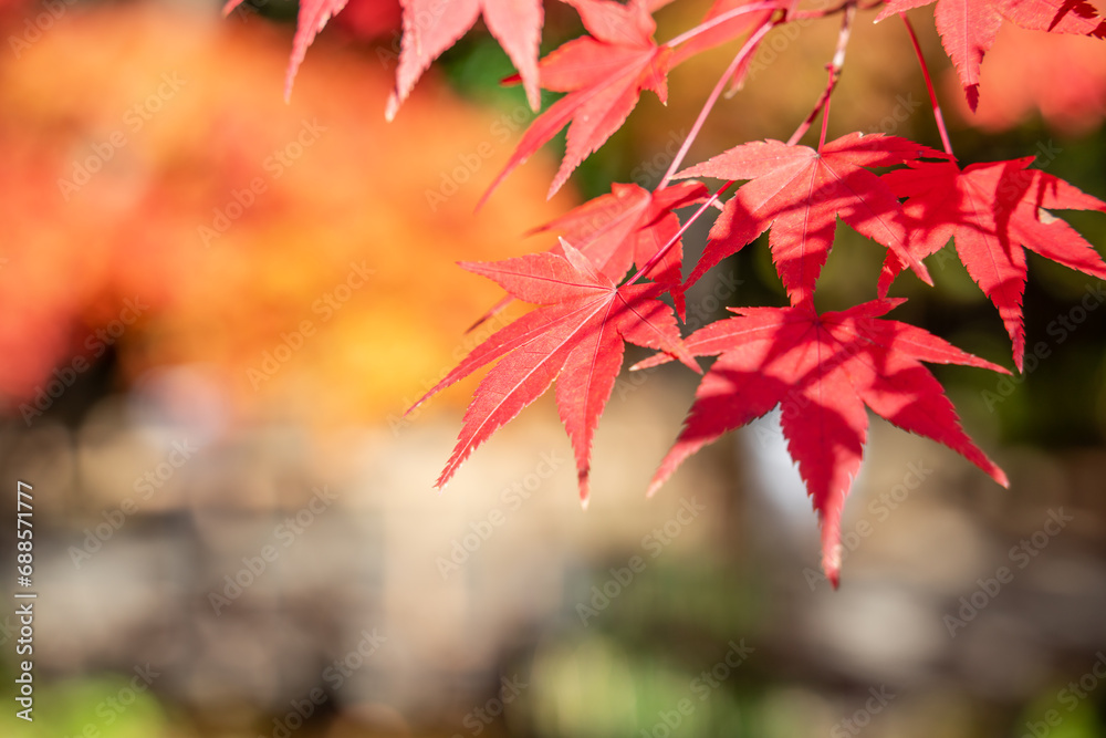 Beautiful maple leaves on the tree in autumn season. Beautiful maple leaves on the tree in autumn season.