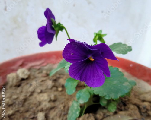 Viola odorata also known as Purple pancy flower ia a flowering plant in the family of Violaceae, in the flower pot. purple pancy flower commonly known wood violet or garden violet.  photo