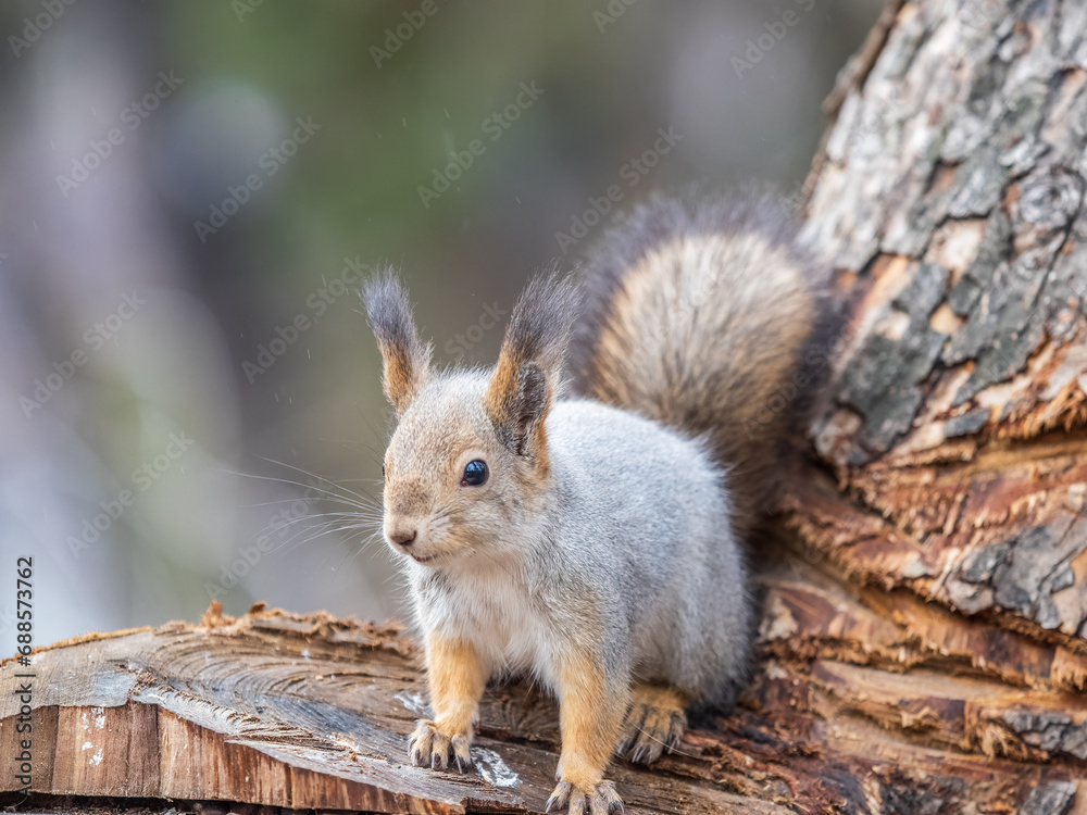 Fototapeta premium A squirrel sits on a stump and eats nuts in autumn.