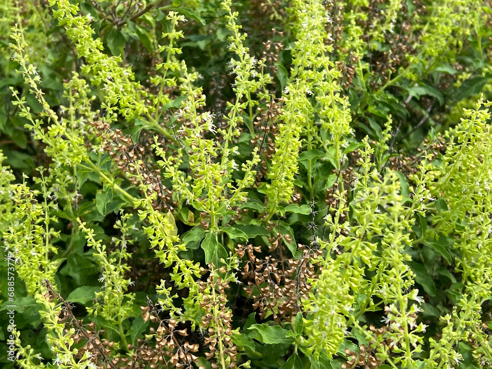 beautiful holy basil flowers in the garden