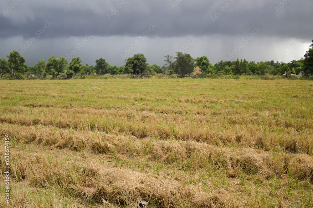 rice field and cloudy sky in thailand.