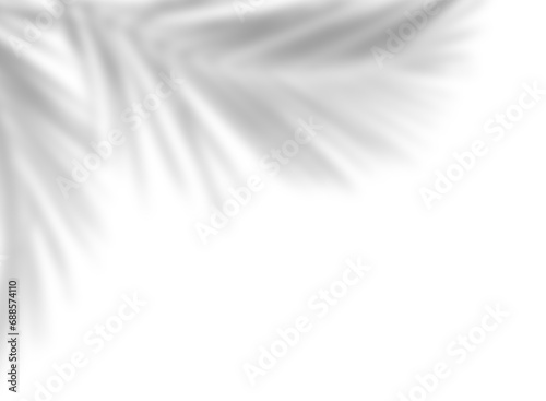 Soft shadows of palm leaves on white or transparent background