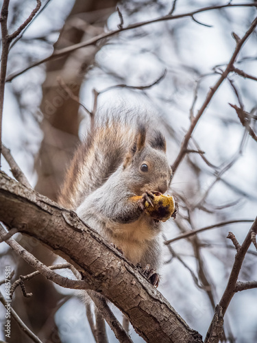 The squirrel with nut sits on tree in the autumn. Eurasian red squirrel, Sciurus vulgaris.
