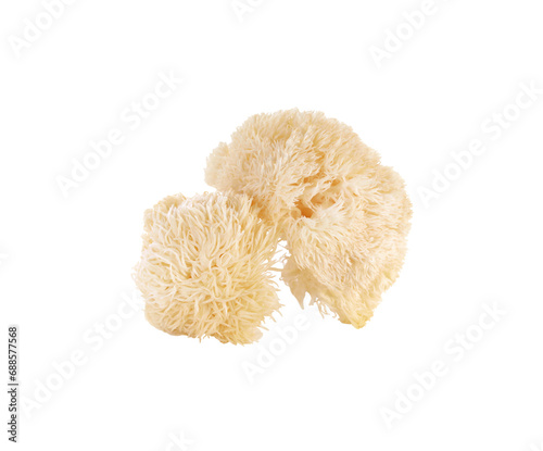 Hericium erinaceus mushroom (monkey head mushroom, bearded tooth fungus, bearded hedgehog mushroom, pom pom, lion's mane mushroom) transparent png