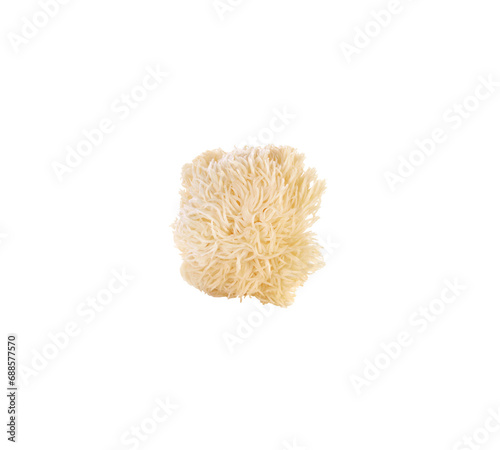 Hericium erinaceus mushroom (monkey head mushroom, bearded tooth fungus, bearded hedgehog mushroom, pom pom, lion's mane mushroom) transparent png