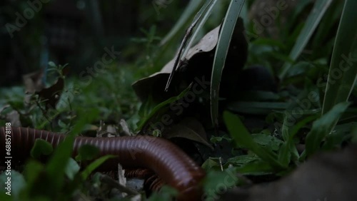 A centipede seeks food in the foliage in Thailand photo