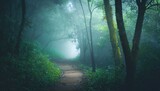 dreamy foggy dark forest trail in moody forest alone and creepy feeling in the woods