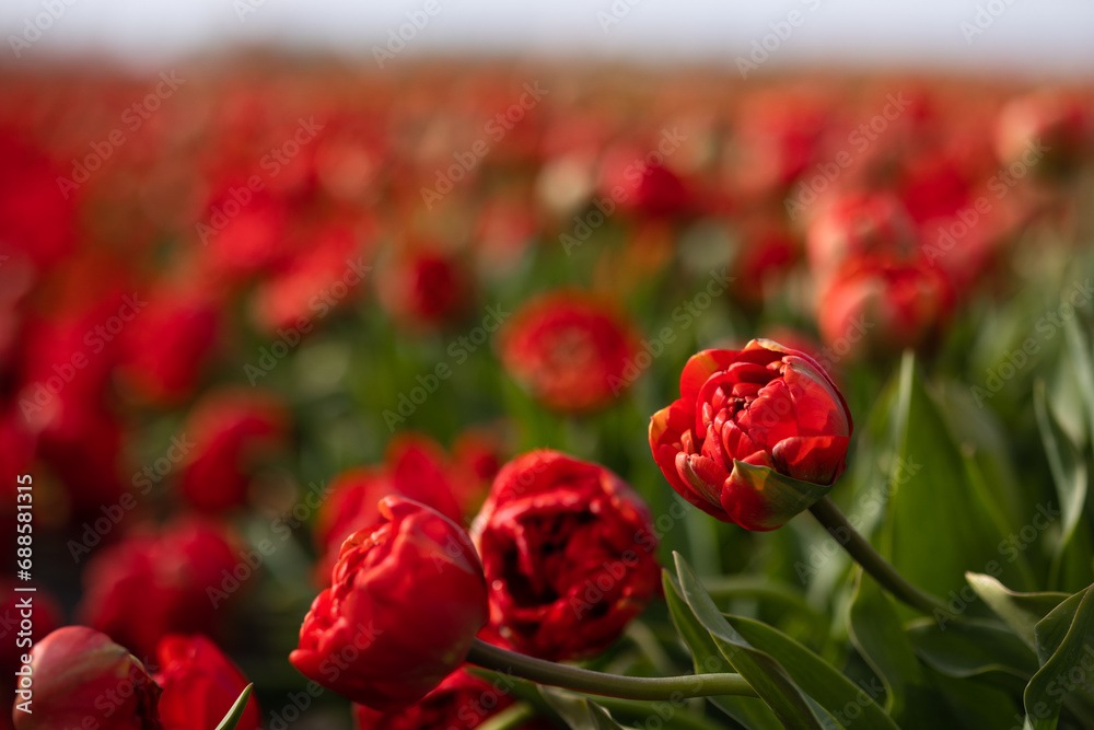Flowers of red terry tulips close-up on a blurred field in Holland