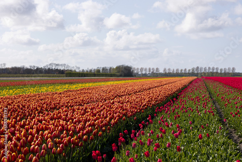 A field with colorful blooming and fading tulips stretching into the distance