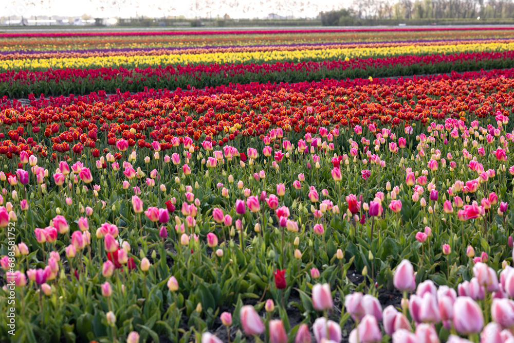 Colorful multicolored blooming tulips on a field in Holland