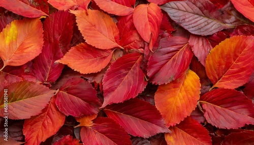 background of red fall leaves