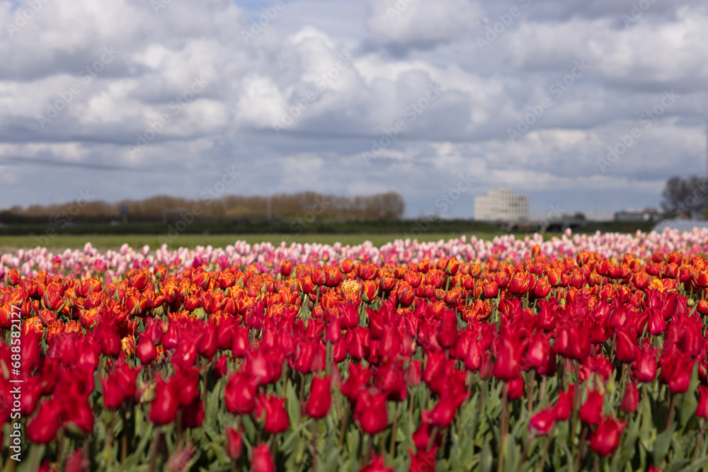 Blurred foreground of red tulips against a field of multicolored tulips