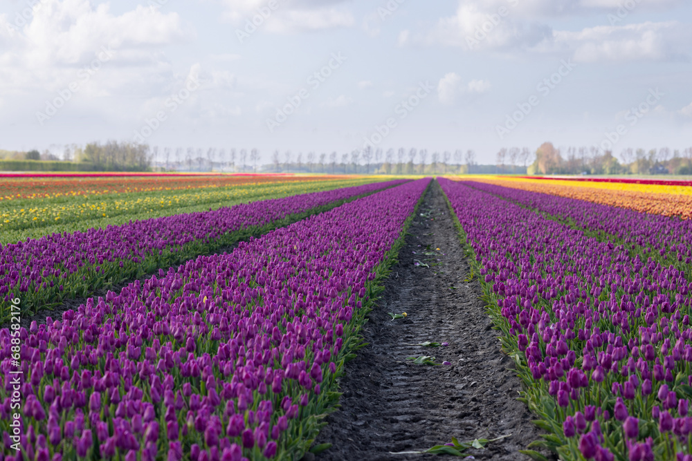 Passages between purple and multicolored varieties of tulips in a field near the village