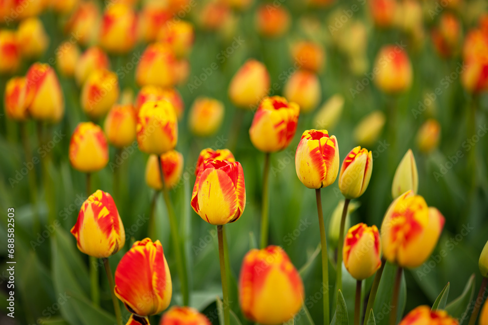 Exotic yellow-red goblet-shaped tulips close-up Exotic yellow-red goblet-shaped tulips close-up