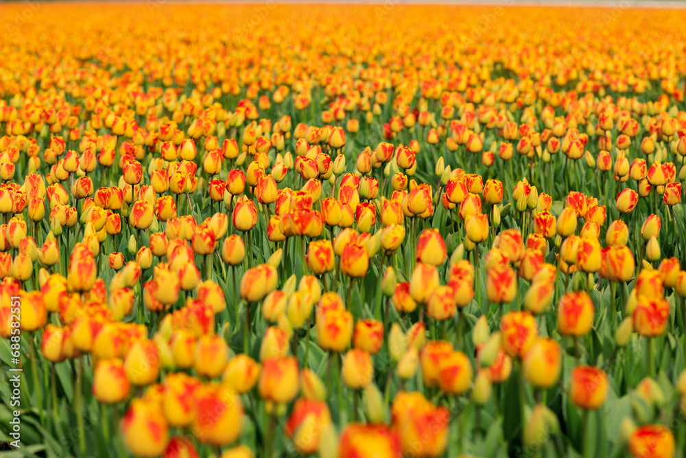 background of exotic yellow-red tulips with leaves