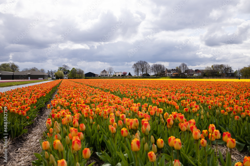 Orange-red tulips in a field along a canal with water near the village