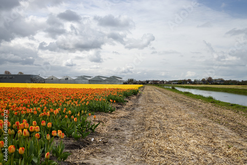 The road along the canal with water, between fields with blooming multicolored tulips. Greenhouses and the village