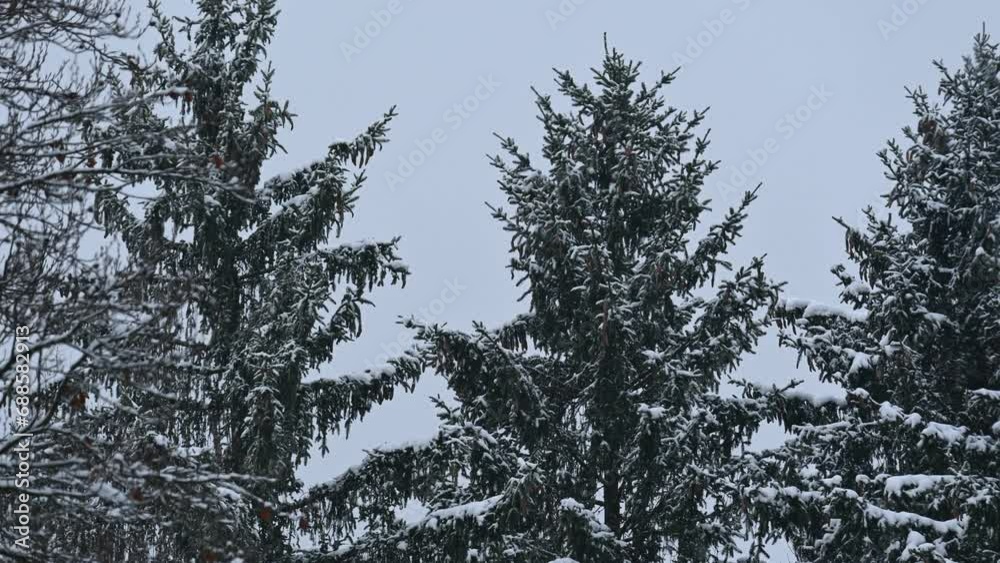 Aerial view over snowy forest near Munich. Pine tree forest in south Germany covered by ice in winter Aerial view over snowy forest near Munich. Pine tree forest in south Germany covered by ice in winter