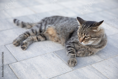Gray tabby street cat lying on the asphalt on the street