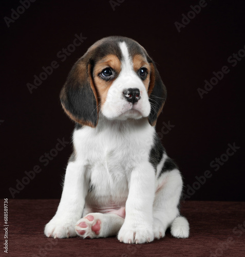 Cute little beagle puppy on brown background © adyafoto