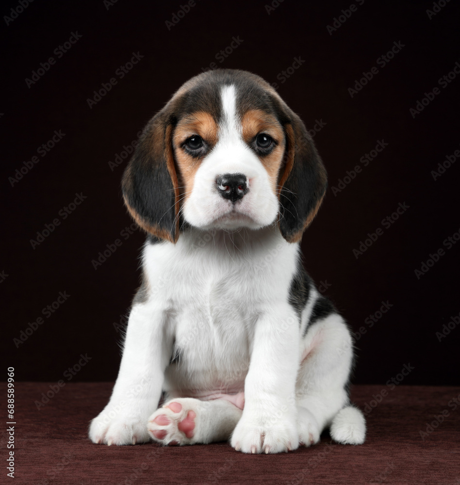 Cute little beagle puppy on brown background