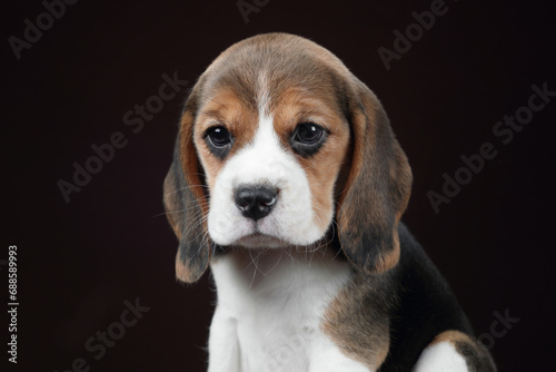 Cute little beagle puppy on brown background