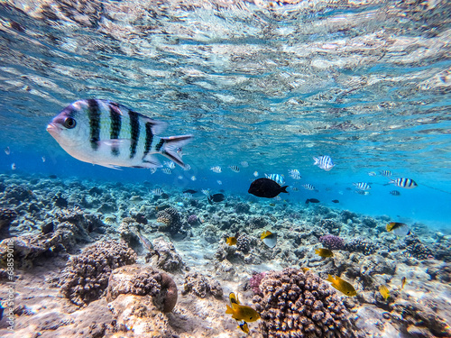 Shoal of differend kinds of the fish -  sailfin tang, Longnose Parrotfish, Picasso trigger, Birdmouth wrasse and other tropical fish swimming at the coral reef in the Red Sea, Egypt.. photo