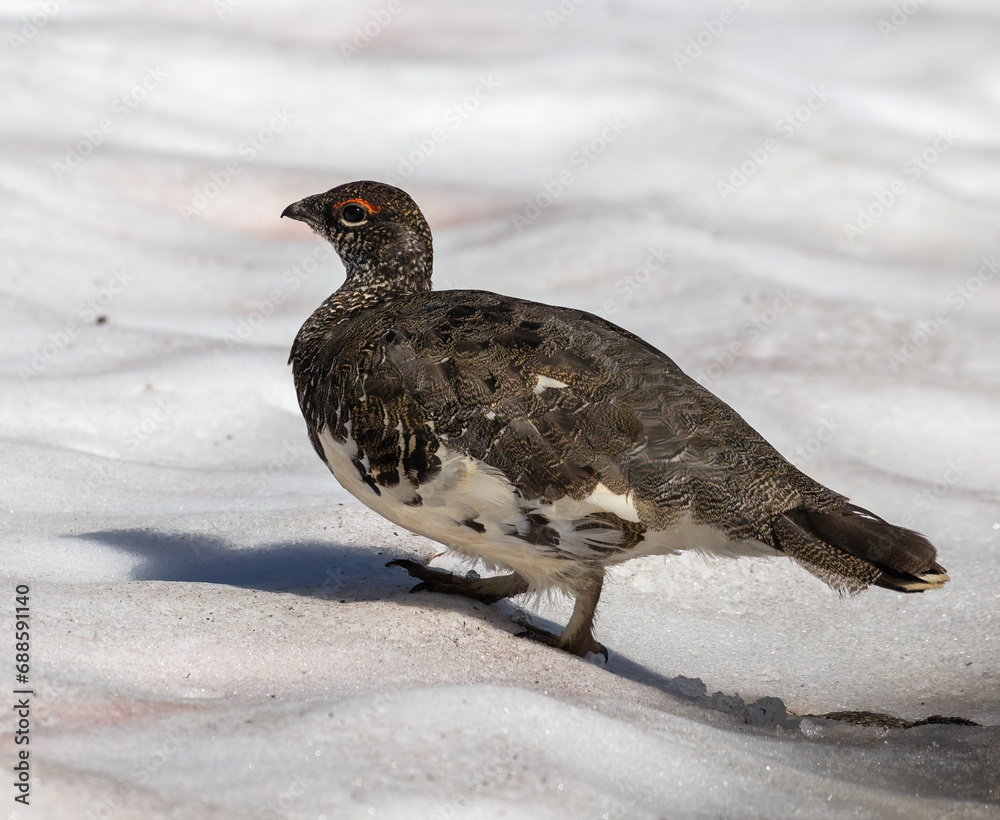 Rock Ptarmigan (Lagopus muta) on snow, at Abisko National Park in Lapland, Sweden. Rock Ptarmigan (Lagopus muta) on snow, at Abisko National Park in Lapland, Sweden.