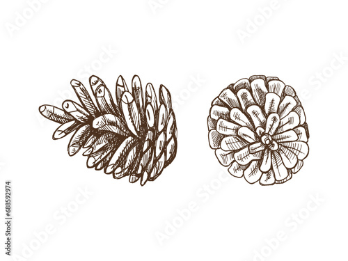 Hand-drawn sketch set of pine cones isolated on white, close up of decoration for christmas. Vector vintage drawing. Traditional Christmas cozy seasonal holidays. Object for christmas card, packaging.
