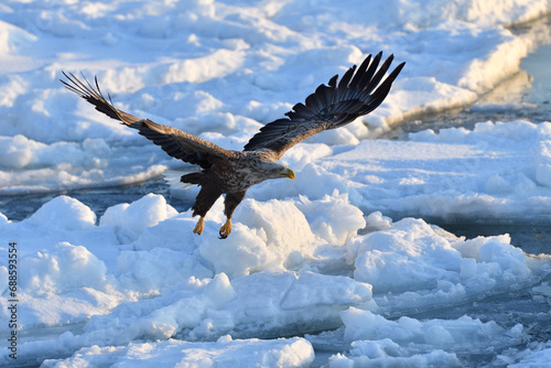 bird watching with floating ices in winter