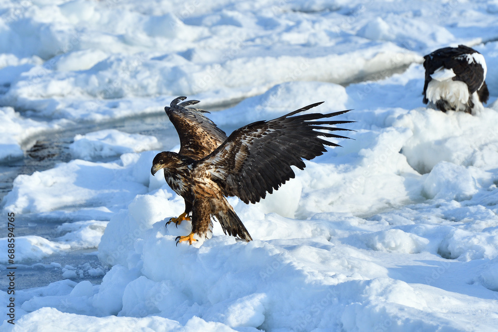 Fototapeta premium bird watching with floating ices in winter