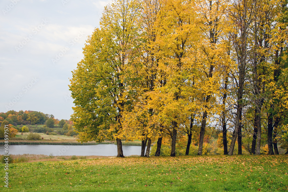 Yellow leaves on trees in autumn time. Yellow leaves on trees in autumn time.