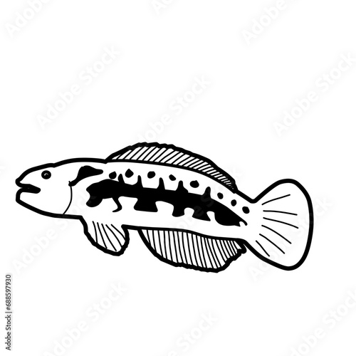 Hand Drawn Fish Snakehead  photo