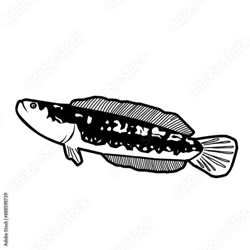 Hand Drawn Fish Snakehead 