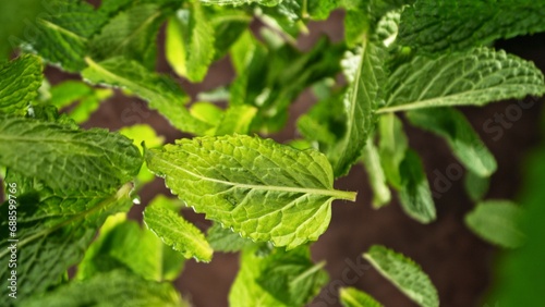Wallpaper Mural Freeze Motion of Flying Fresh Mint Leaves. Torontodigital.ca