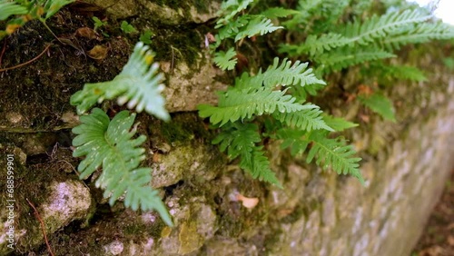 Delicate fern leaves emerge from a stone wall, swaying gracefully in the wind, creating a mesmerizing dance between nature and architecture photo