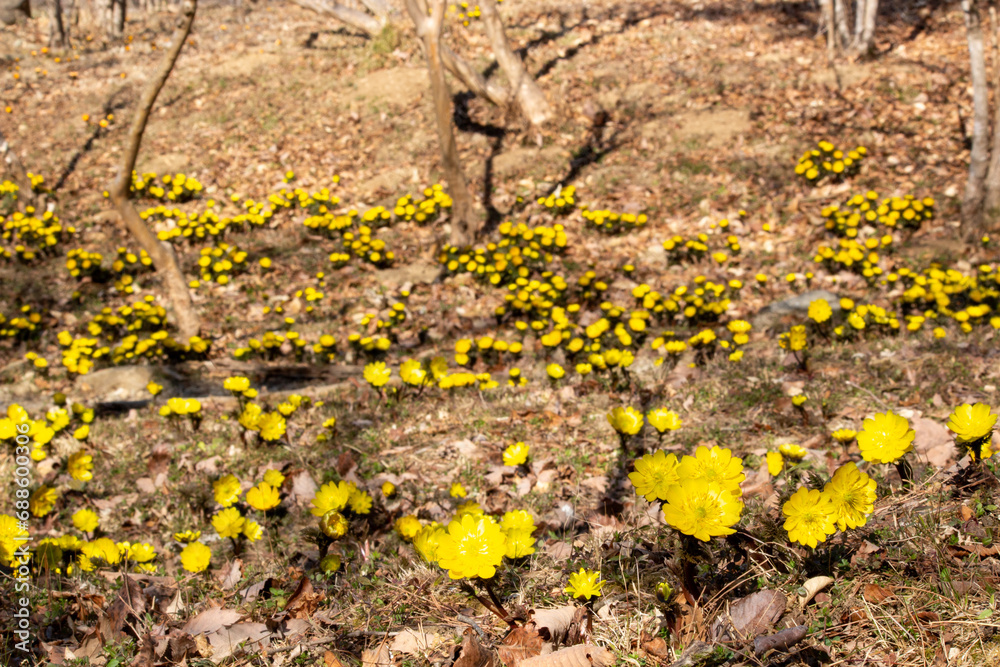 Fototapeta premium 埼玉県秩父郡皆野町のあるMahora稲穂山に群生するフクジュソウの花