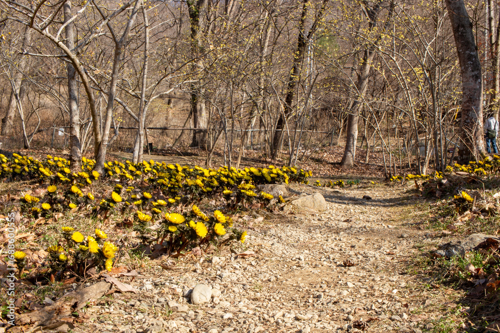 Fototapeta premium 埼玉県秩父郡皆野町のあるMahora稲穂山に群生するフクジュソウの花