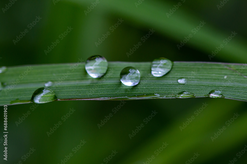water drops and grass flowers water drops and grass flowers