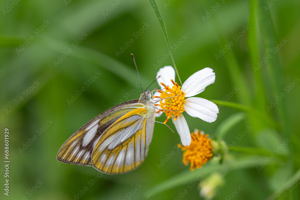 Small insects are cute and worth searching for. Small insects are cute and worth searching for.