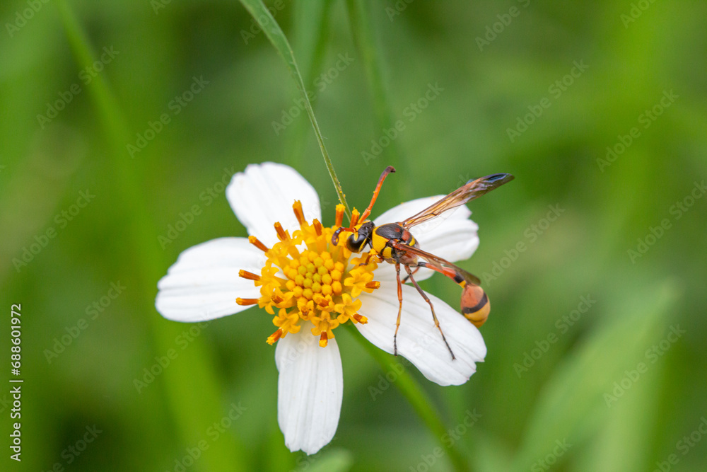 Small insects are cute and worth searching for. Small insects are cute and worth searching for.