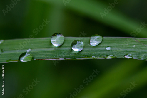 water drops and grass flowers