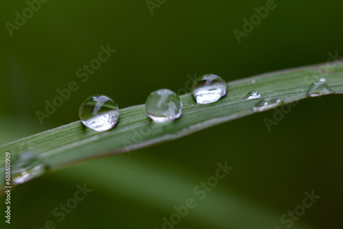 water drops and grass flowers